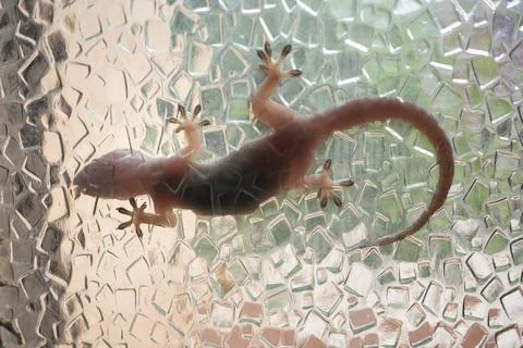 View of lizard on traparent wall. Stock Photos