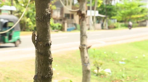 The view of a lizard on a tree with local traffic in Weligama, Sri Lanka. Stock Footage 40276666
