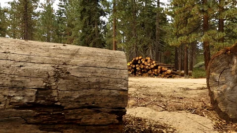 View of Logging Pile Stock Footage 163929404