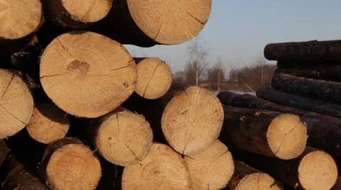 View of the logs lying in storage. 2013 Stock Footage 49109730