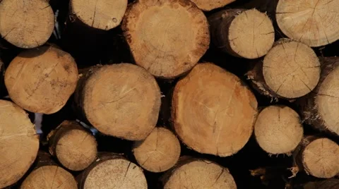 View of the logs lying in storage. Background. 2013 Stock Footage 49109723