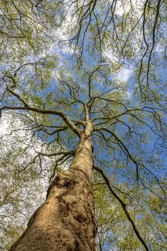A view of a London plane tree, on a spring day Stock Photos