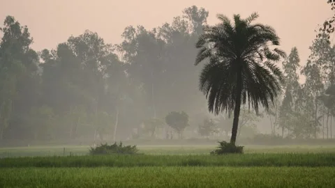 View of a lone palm tree in a misty field in Bogura, Bangladesh. Видео 335615272