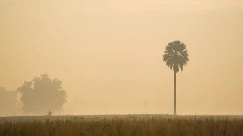 View of a lone palm tree in a misty field at dawn, Bangladesh. Vídeo Stock 335620145