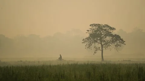 View of a lone tree and a cyclist in a misty field, Bangladesh. Vídeos de archivo 335621568