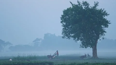 View of a lone tree and a person in a misty rural field, Bangladesh. Video stock 335588555