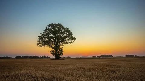 View of a lone tree in a field at sunset in Riga, Latvia. Stock Footage 341454245