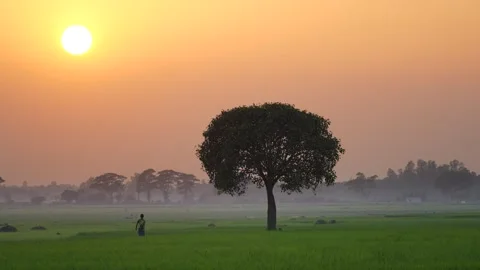 View of a lone tree in a green field at sunrise in Bangladesh. Video stock 335554172