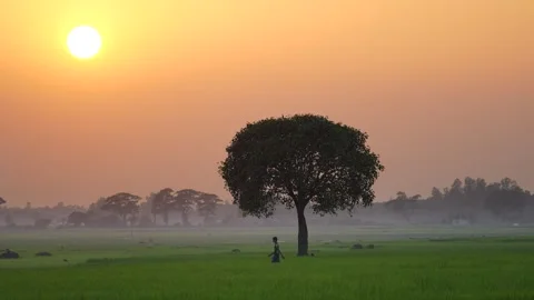 View of a lone tree in a green field at sunset, Bangladesh. Vídeos de archivo 335554197