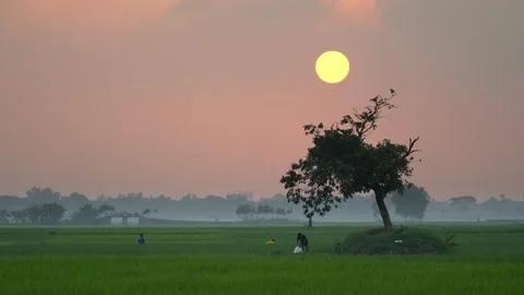 View of a lone tree in a green field at sunset, Bangladesh. 스톡 동영상 335554233
