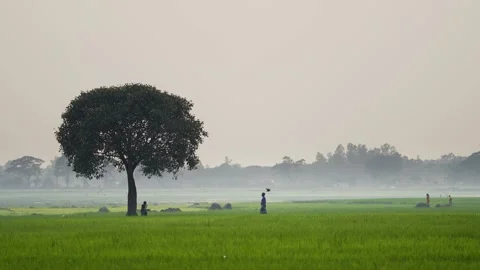 View of a lone tree in a green field with people, Bangladesh. Video stock 335554295
