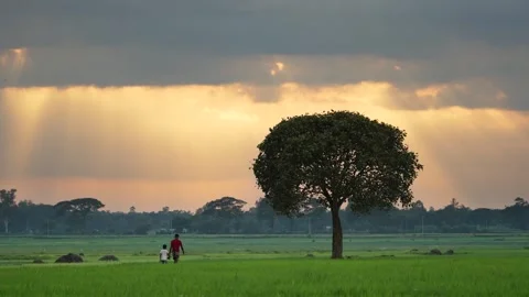 View of a lone tree in a green field at sunset, Bangladesh. Video stock 335554356