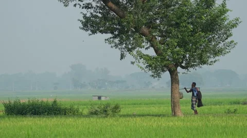 View of a lone tree in lush green rice fields, Bangladesh. Video stock 334970281
