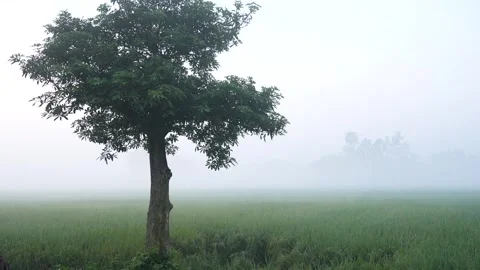View of a lone tree in a misty field in Bogura, Bangladesh. Stock-Footage 335590926