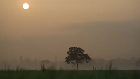 View of a lone tree in a misty field at sunrise, Bangladesh. Vídeos de archivo 335617334
