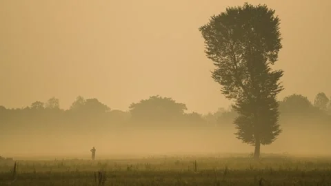 View of a lone tree in a misty field at sunrise, Bangladesh. Stock Footage 335618982