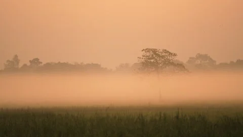 View of a lone tree in a misty field at sunrise, Bangladesh. Vídeo Stock 335619218