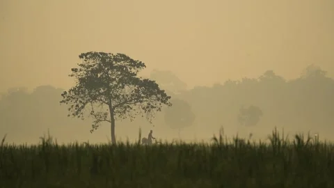 View of a lone tree in a misty field, Bangladesh. Vídeos de archivo 335621473