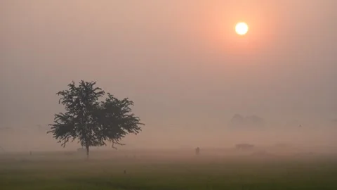View of a lone tree in a misty field at sunrise, Bangladesh. Vidéo 335626196