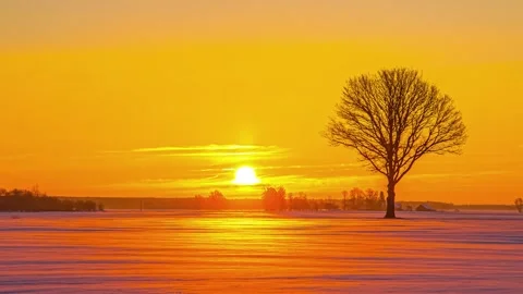 View of a lone tree in a snowy field at sunset in Riga, Latvia. 库存影片 341454275