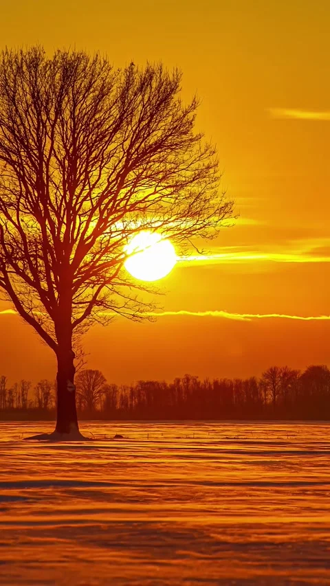 View of a lone tree at sunset in Latvia. 库存影片 340642988