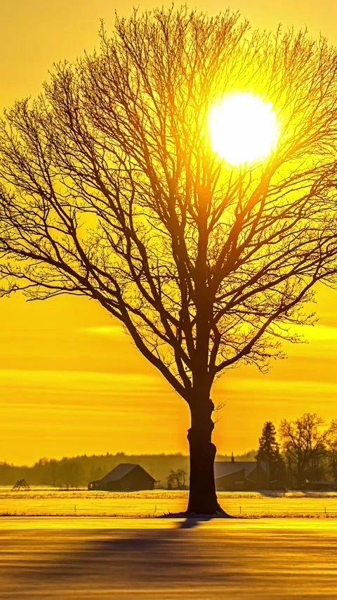 View of a lone tree at sunset in Latvia. Видео 340643101