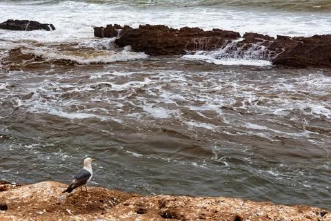 View of the lonely seagull who looking on the Atlantic Ocean in the area of.. Stock Photos