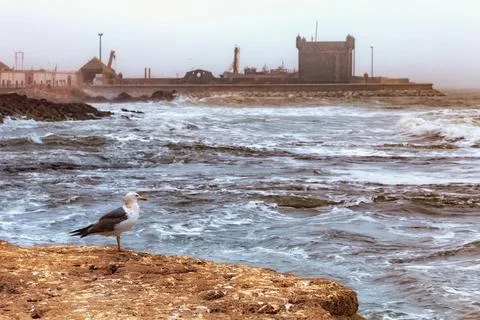 View of the lonely seagull who looking on the Atlantic Ocean in the area of.. Stock Photos
