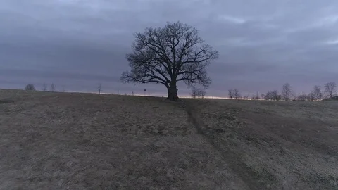 A view of a lonely tree with bare branches that stands in the field 스톡 동영상 75466013