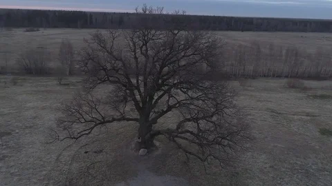 View of a lonely tree with many massive branches without foliage 스톡 동영상 75466007