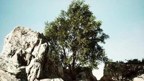 View of lonely tree at rocky cliff Stock Illustration