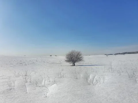 View of a lonely winter tree outside the city Stock Photos