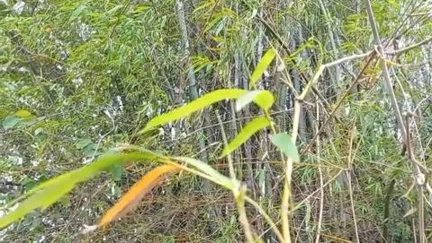 View of long bamboo leaves Stock Footage 319927520