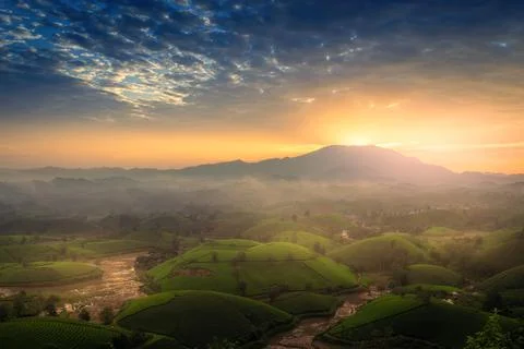 View of Long Coc tea hill, Phu Tho province, Vietnam in an early foggy mornin Stock Photos