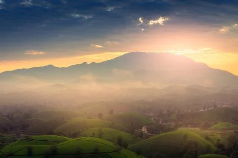 View of Long Coc tea hill, Phu Tho province, Vietnam in an early foggy mornin Stock Photos