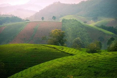 View of Long Coc tea hill, Phu Tho province, Vietnam in an early foggy mornin Stock Photos