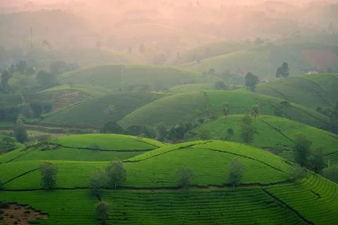 View of Long Coc tea hill, Phu Tho province, Vietnam in an early foggy mornin Stock Photos
