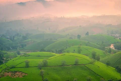 View of Long Coc tea hill, Phu Tho province, Vietnam in an early foggy mornin Stock Photos