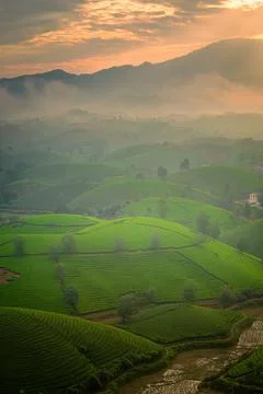 View of Long Coc tea hill, Phu Tho province, Vietnam in an early foggy mornin Stock Photos
