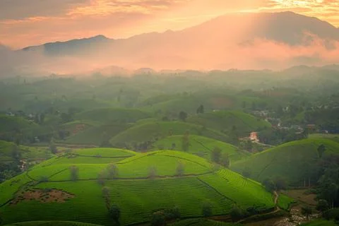View of Long Coc tea hill, Phu Tho province, Vietnam in an early foggy mornin Stock Photos