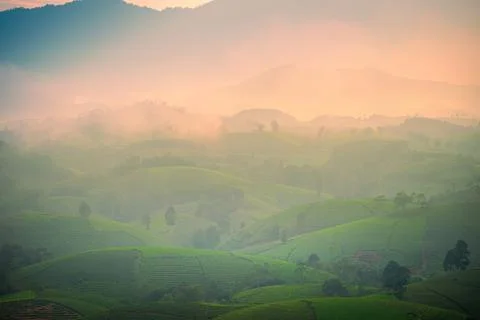 View of Long Coc tea hill, Phu Tho province, Vietnam in an early foggy mornin Stock Photos