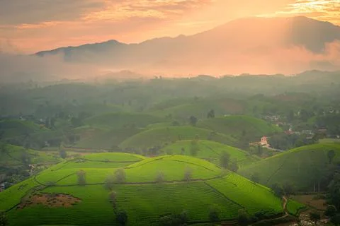 View of Long Coc tea hill, Phu Tho province, Vietnam in an early foggy mornin Stock Photos