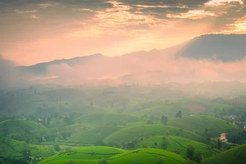 View of Long Coc tea hill, Phu Tho province, Vietnam in an early foggy mornin Foto stock