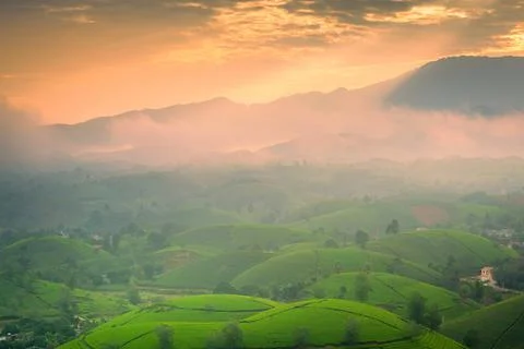 View of Long Coc tea hill, Phu Tho province, Vietnam in an early foggy mornin Stock Photos