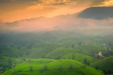 View of Long Coc tea hill, Phu Tho province, Vietnam in an early foggy mornin Stock Photos