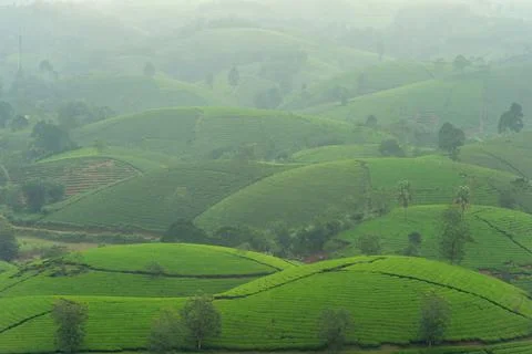 View of Long Coc tea hill, Phu Tho province, Vietnam in an early foggy mornin Stock Photos