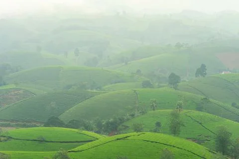 View of Long Coc tea hill, Phu Tho province, Vietnam in an early foggy mornin Stock Photos
