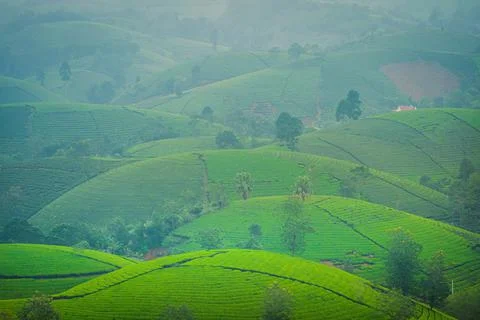 View of Long Coc tea hill, Phu Tho province, Vietnam in an early foggy mornin Stock Photos