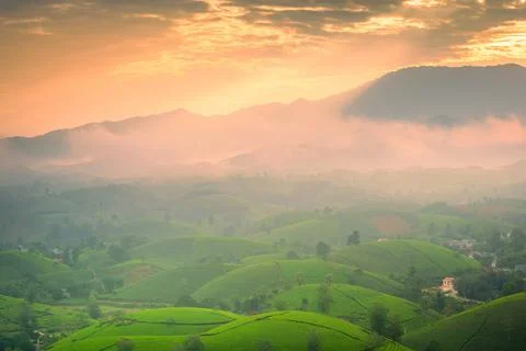 View of Long Coc tea hill, Phu Tho province, Vietnam in an early foggy mornin Stock Photos