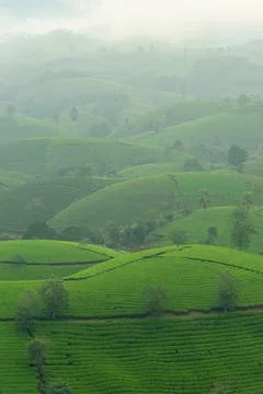 View of Long Coc tea hill, Phu Tho province, Vietnam in an early foggy mornin Stock Photos